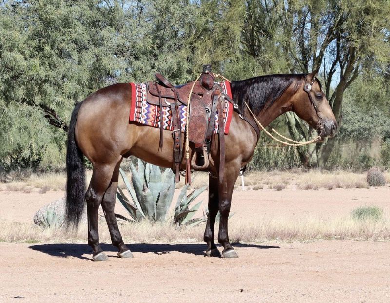 Rascal, a Buckskin American Quarter Horse gelding for sale in Texas