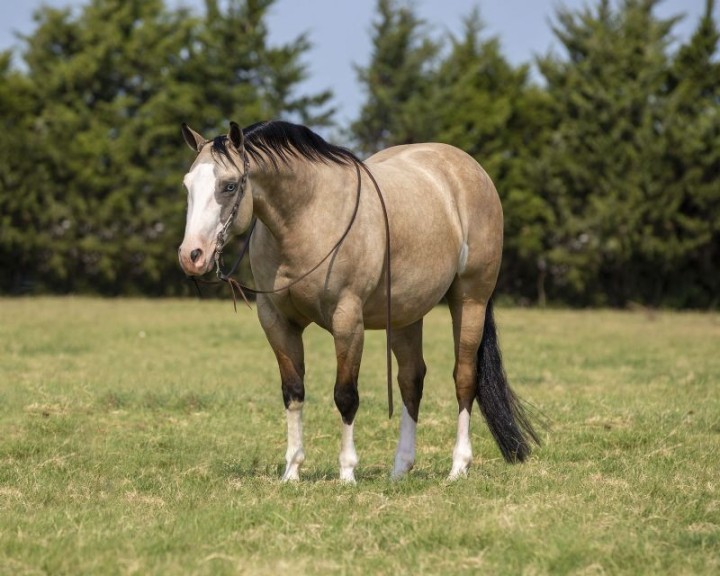 Scooby, a 6-year-old Buckskin American Quarter Horse gelding for sale