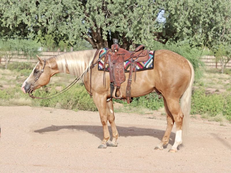 Hunter, a Palomino American Quarter Horse gelding for sale in Texas
