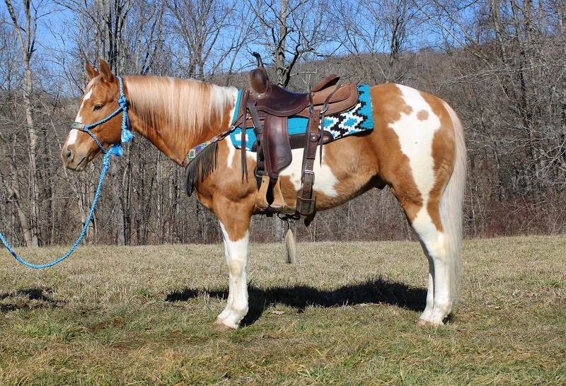 Victoria, a Palomino Tobiano American Paint Horse gelding for sale in Texas