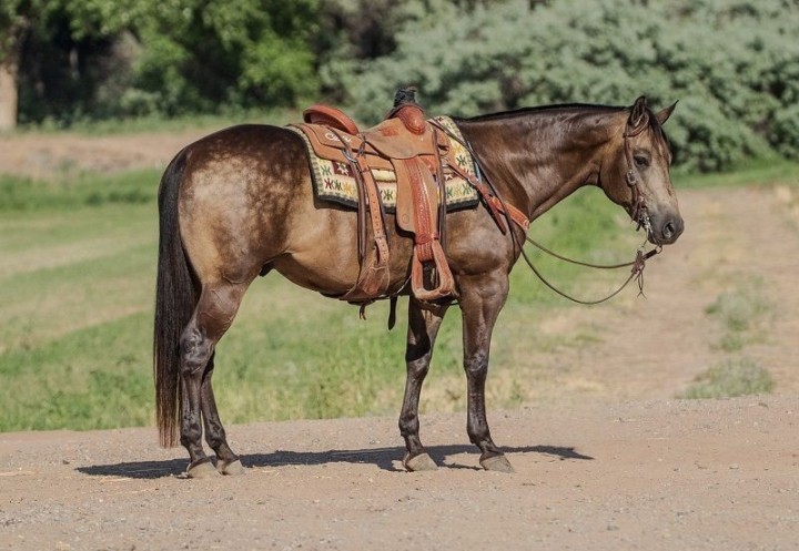 Mick, a Buckskin American Quarter Horse gelding for sale in Texas