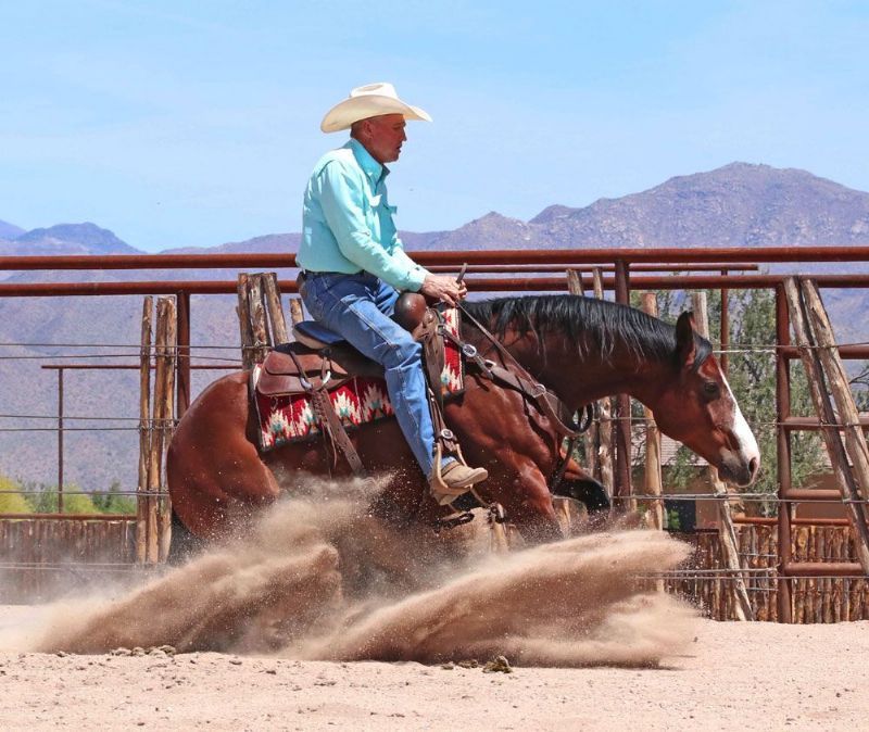 Storm, a Bay American Quarter Horse gelding for sale in Texas
