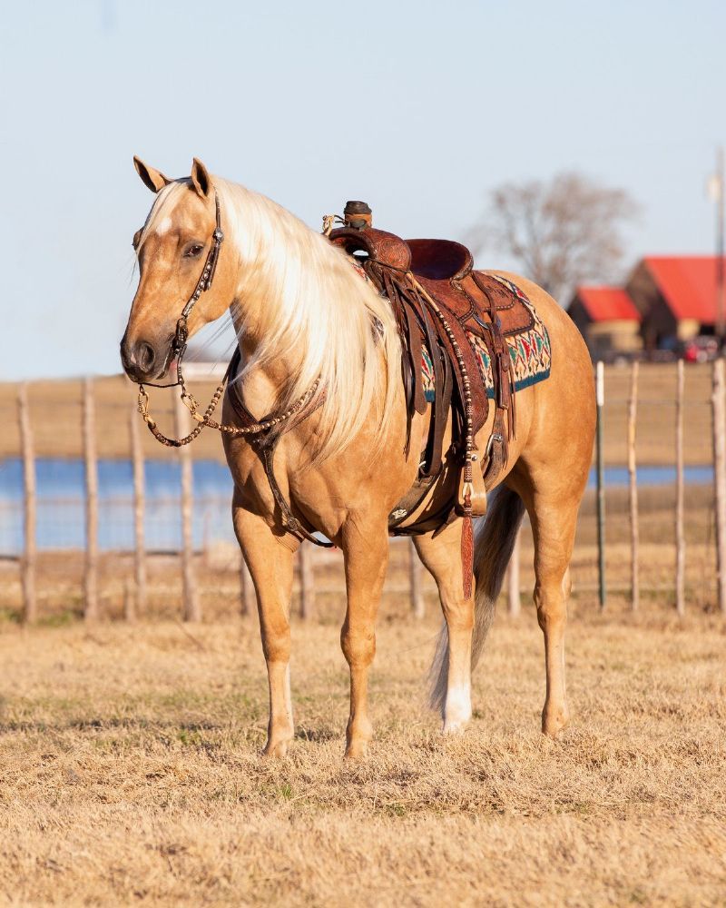 Bishop, a Palomino American Quarter Horse gelding for sale in Texas