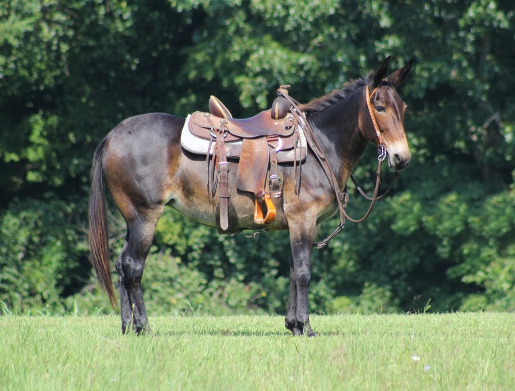 Diva, a Bay Mule mare for sale in Texas