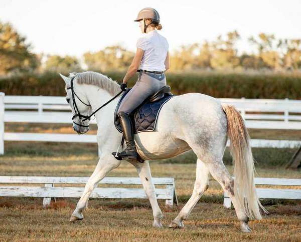 Hidalgo, a Grey Dutch Warmblood gelding for sale in Texas