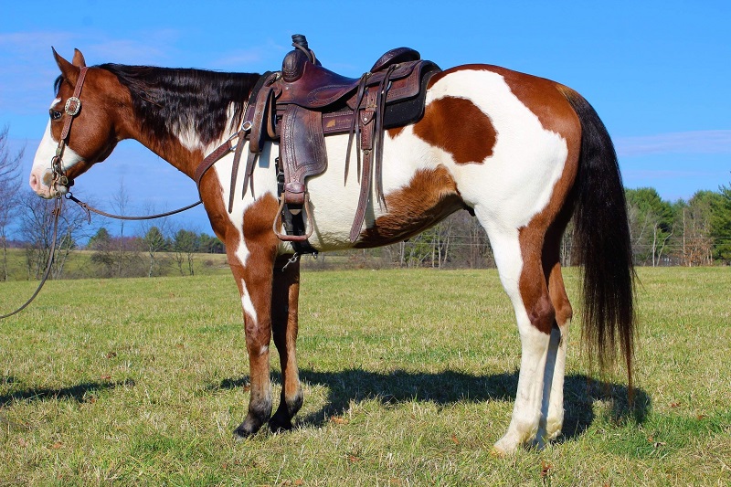 Mickey, a Bay Overo American Paint Horse gelding for sale in Texas