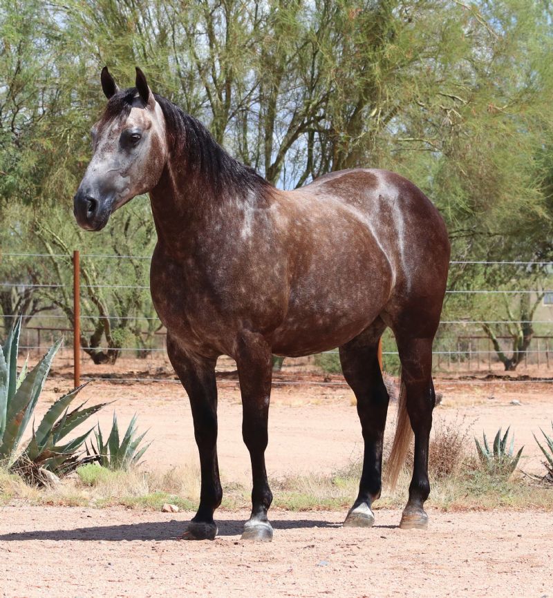 Turner, a Gray American Quarter Horse gelding for sale in Texas