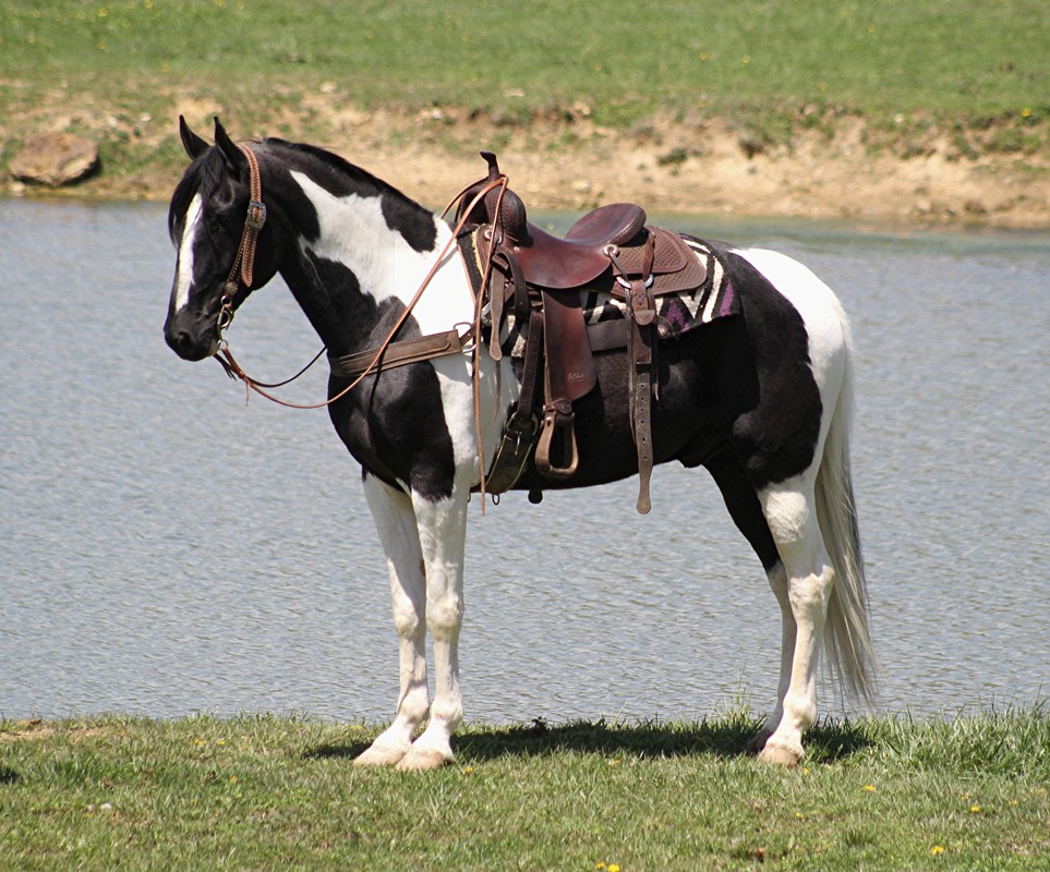 Bonito, a Black Tobiano Tennessee Walking Horse gelding for sale in Texas