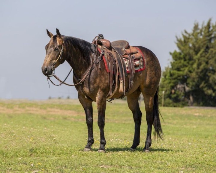 Deputy, a Buckskin American Quarter Horse gelding for sale in Texas