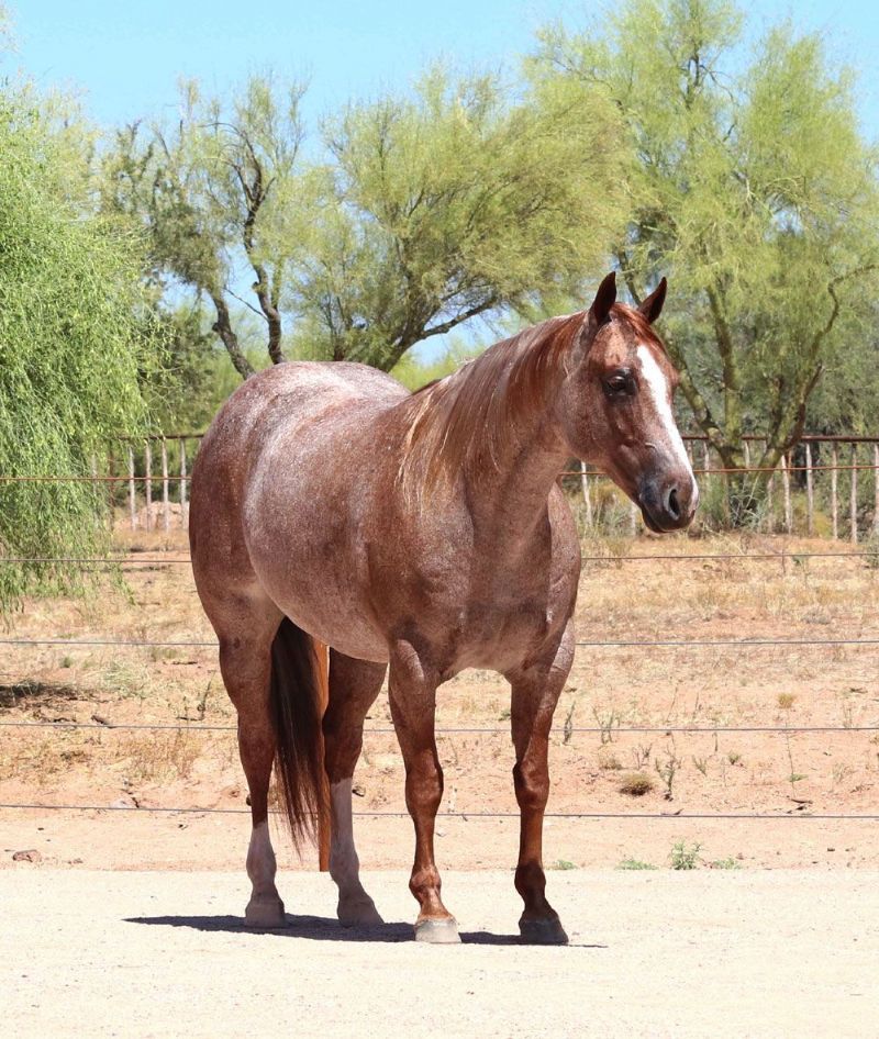 Lollipop, a Red Roan American Quarter Horse mare for sale in Texas