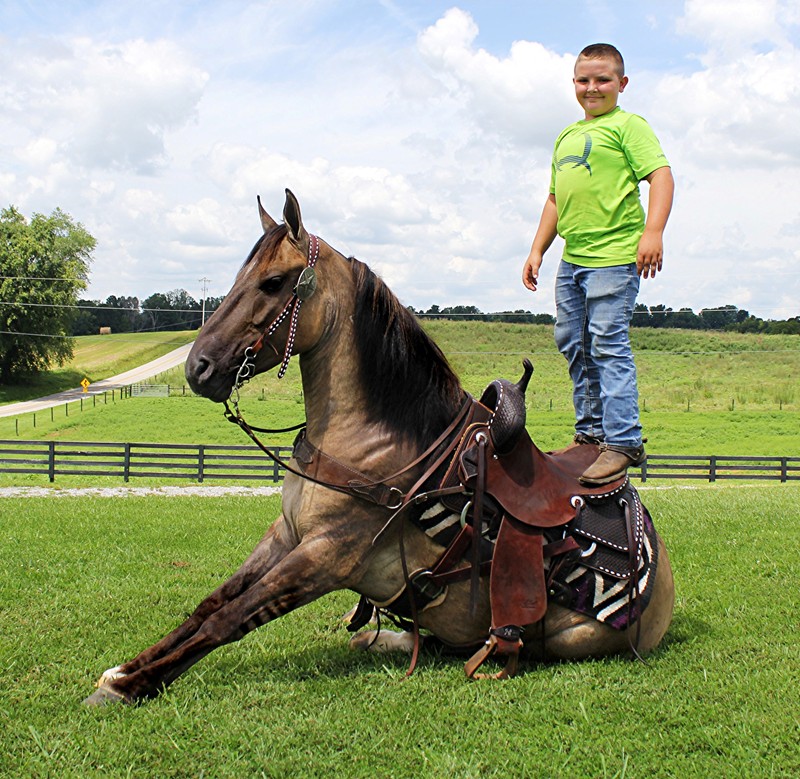 Darrion, a Grulla With Stripes Mustang gelding for sale in Texas