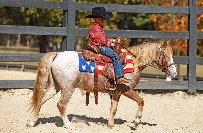 Roswell, a Red Roan Pony gelding for sale in Texas