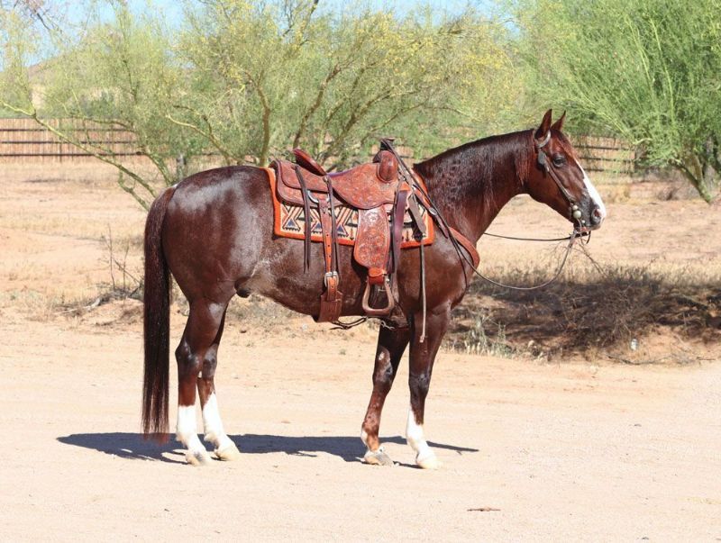 Dandy, a Chestnut American Quarter Horse gelding for sale in Texas