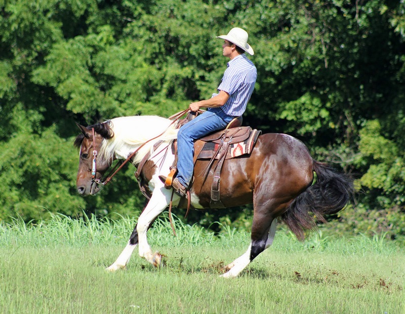 Fiona, a Bay Tobiano Draft Cross mare for sale in Texas