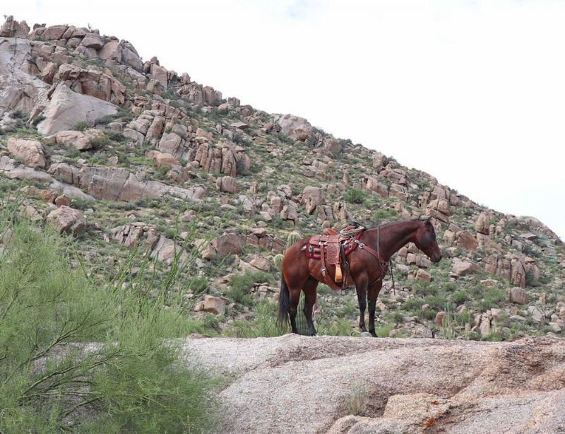 Pepper, a Bay American Quarter Horse gelding for sale in Texas