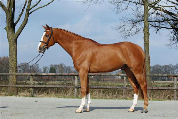 Benny, a Gelding Chestnut Dutch Warmblood gelding for sale in Texas