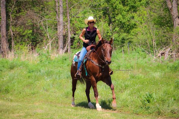 Lyrical, a Chestnut Appaloosa gelding for sale in Texas