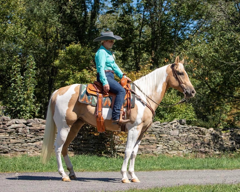 Chlautile, a Palomino Tobiano American Paint Horse mare for sale in Texas