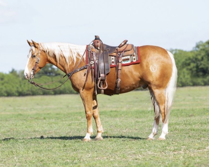 Moonshine, a Palomino American Quarter Horse gelding for sale in Texas