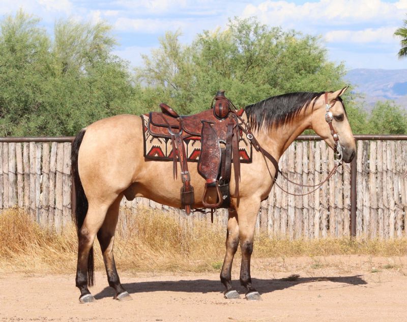 Bugsy, a Buckskin American Quarter Horse gelding for sale in Texas
