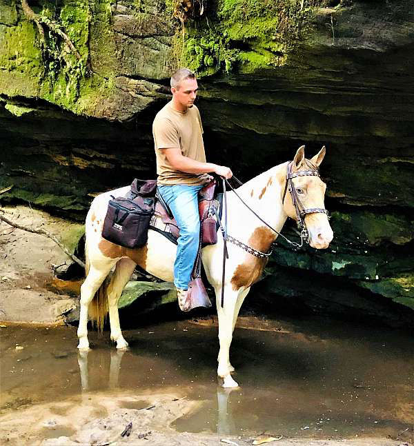Daisy, a Champaign Spotted Saddle Horse mare for sale in Texas