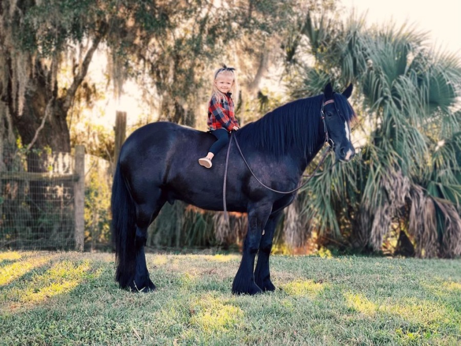 Eclipse, a Black Gypsy Vanner gelding for sale in Texas