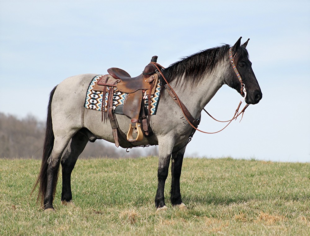 Eresen, a Blue Roan Missouri Fox Trotter gelding for sale in Texas