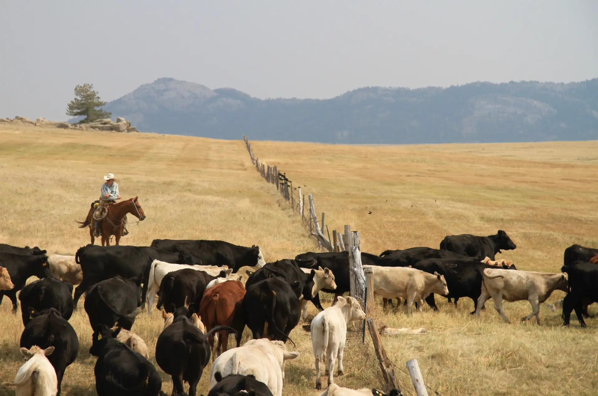 A cowboy on horseback moving a herd of cattle across open Texas rangeland with mountains behind