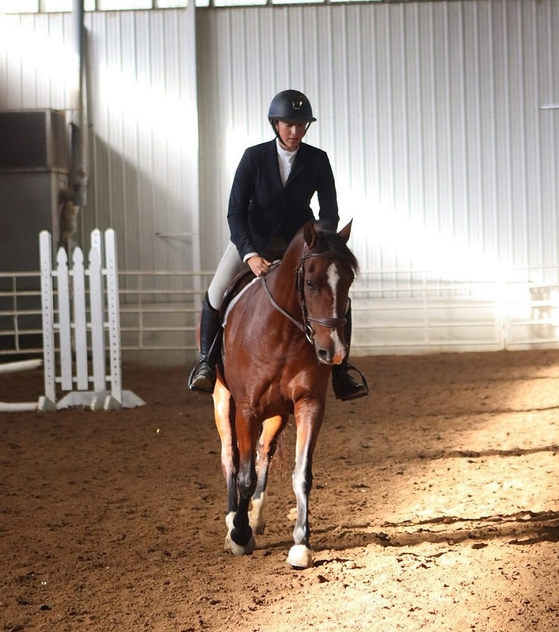 Moana, a Bay Andalusian mare for sale in Texas