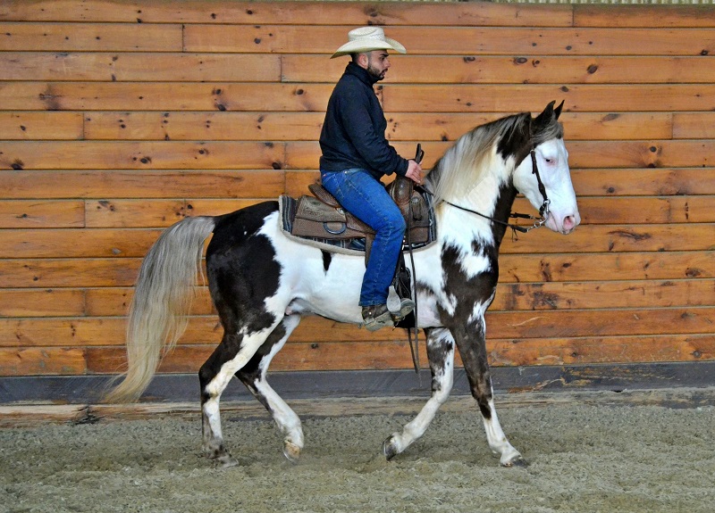 Akira, a 9-year-old Chocolate Overo Tennessee Walking Horse gelding for sale