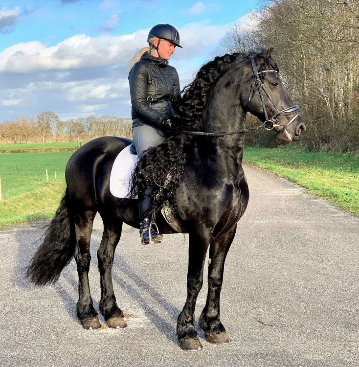 Jackpot, a Black Friesian gelding for sale in Texas