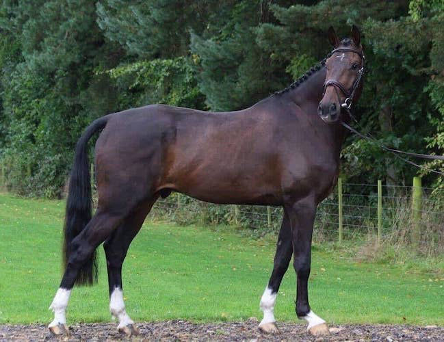 Xavier, a Bay Warmblood gelding for sale in Texas