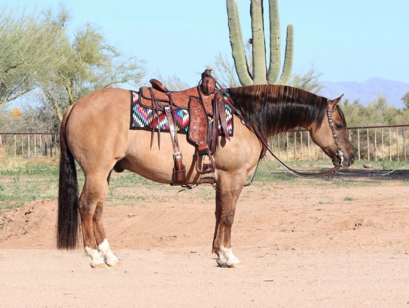Peach, a Red Dun American Quarter Horse gelding for sale in Texas