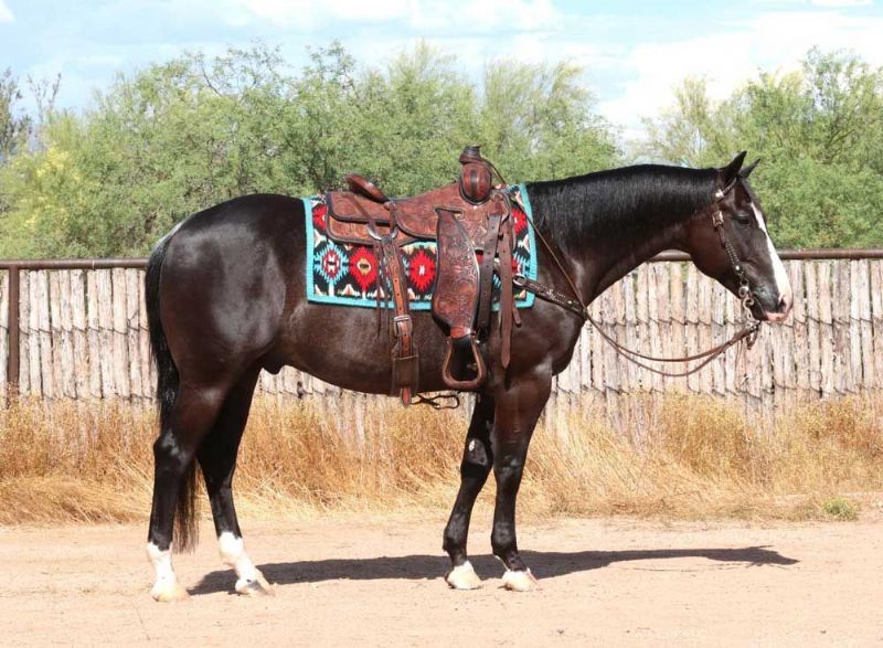 Ruz, a Black American Quarter Horse gelding for sale in Texas