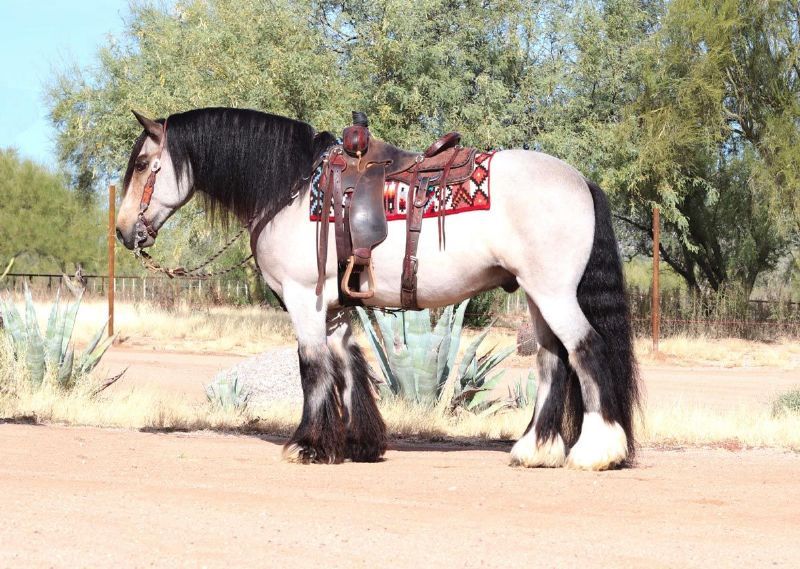 Carson, a Buckskin Gypsy Vanner gelding for sale in Texas