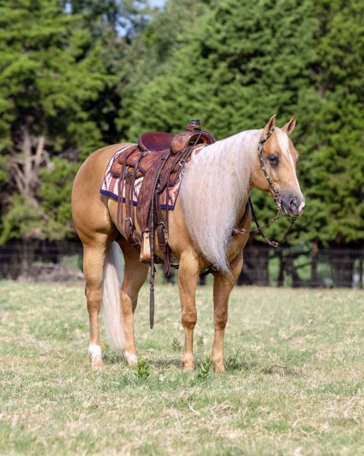 Goliath, a Palomino American Quarter Horse gelding for sale in Texas