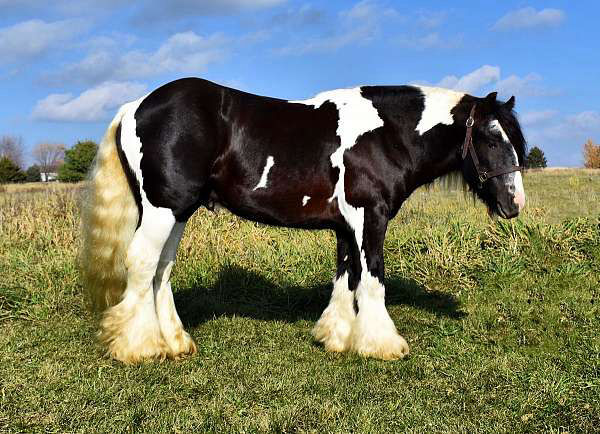 Henry, a Piebald Gypsy Vanner gelding for sale in Texas