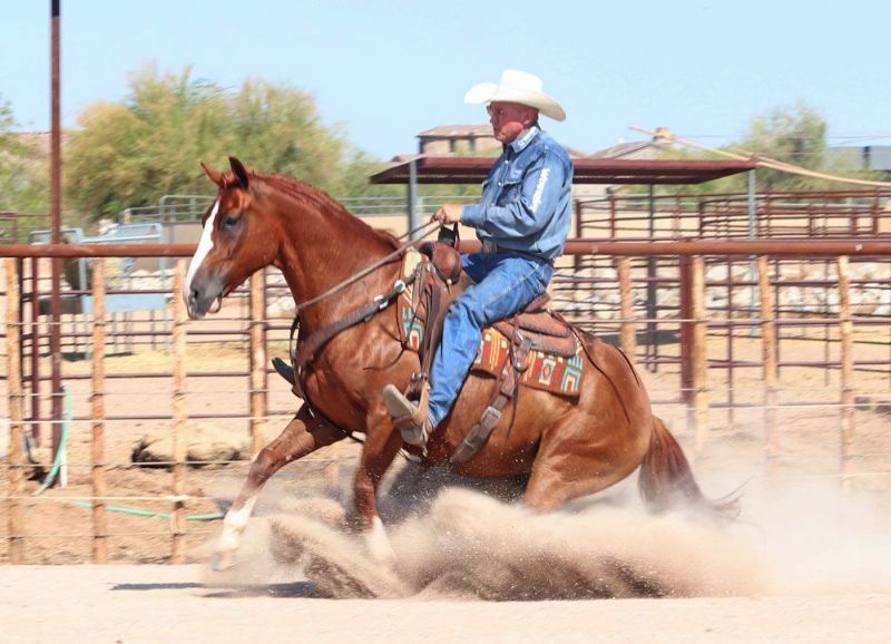 Dusty, a Sorrel American Quarter Horse gelding for sale in Texas