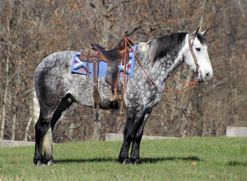 Diego, a Draft cross Horse Grey Draft Cross gelding for sale in Texas