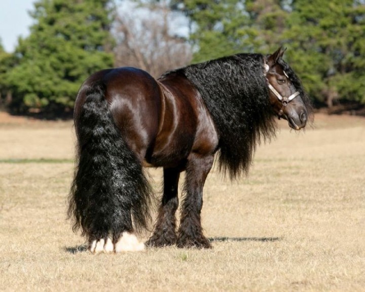 Calypso, a Black Gypsy Vanner gelding for sale in Texas