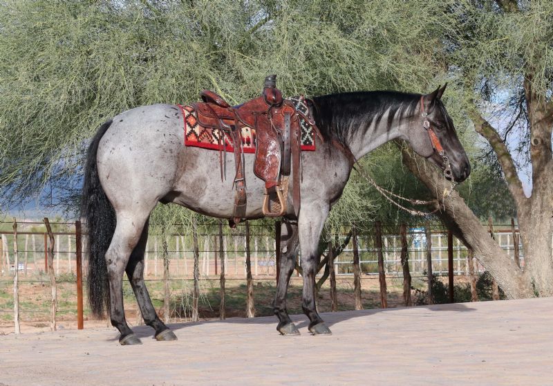 Legacy, a Blue Roan American Quarter Horse gelding for sale in Texas