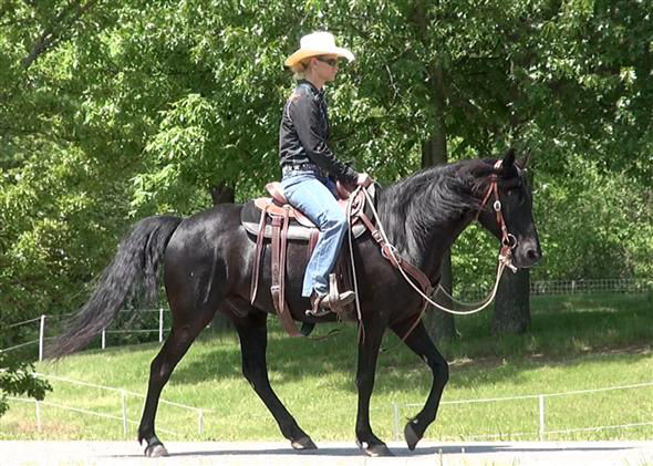 Rocky, a Black Rocky Mountain Horse gelding for sale in Texas