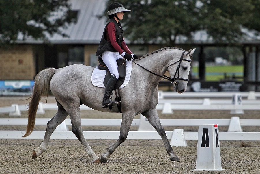Ruby, a Grey Warmblood gelding for sale in Texas
