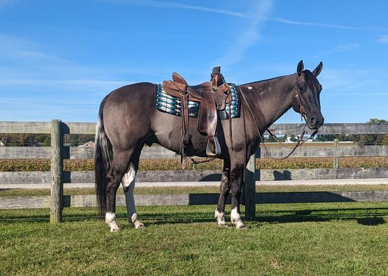 Spooncat, a Grulla Tobiano American Paint Horse gelding for sale in Texas