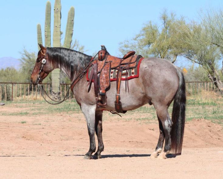 Baylee, a Bay Roan American Quarter Horse gelding for sale in Texas