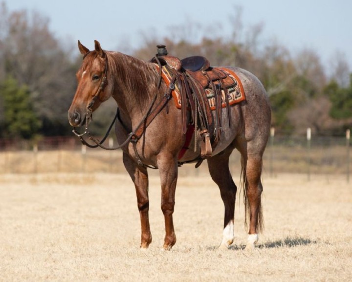 Genius, a Red Roan American Quarter Horse gelding for sale in Texas